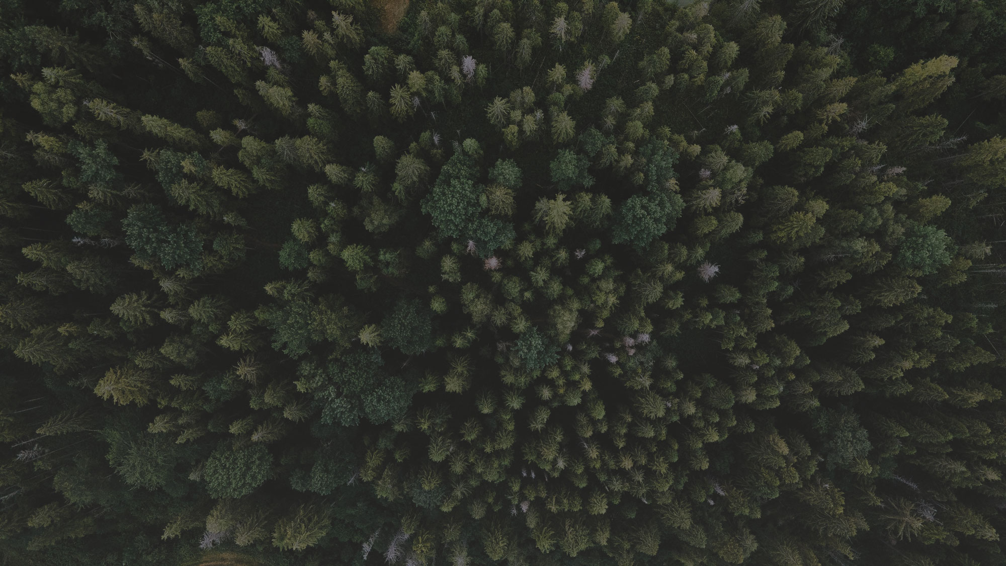 olena-sergienko-I3jSS2YfmcU-unsplash